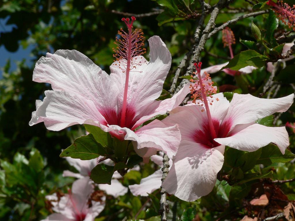 São João do EstorilCasa Do Hibisco别墅 外观 照片